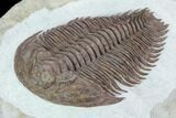 Lower Cambrian Trilobite (Longianda) - Issafen, Morocco #128984-5